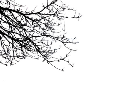 Silhouette tree branches at the corner of white background, copy spaceの写真素材
