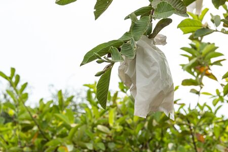 Organic guava wrapped in white plastic bag protecting from insectの写真素材