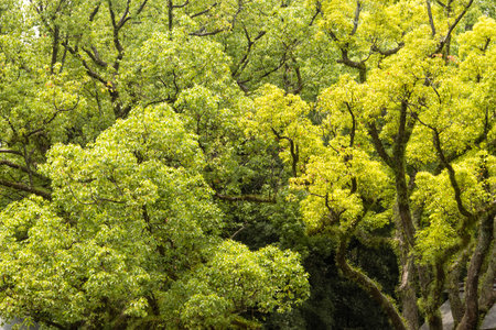 Close-up group of evergreen trees backgroundの写真素材