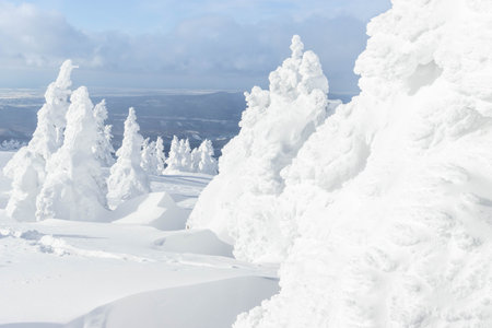 White snow covered tree on snow mountain with blue sky backgroundの写真素材