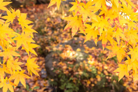 Frame of yellow maple leaves with blurred background of falling autumn leaves on ground in autumn...