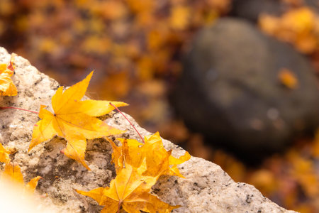 Yellow maple leaves falling on the ground in autumn season, copy spaceの写真素材