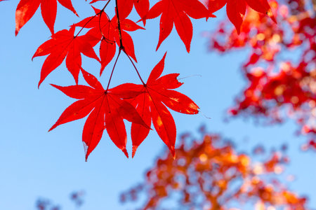 Red maple leaves with blue sky background in autumn season