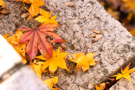 Yellow maple leaves falling on the ground in autumn season, copy spaceの写真素材