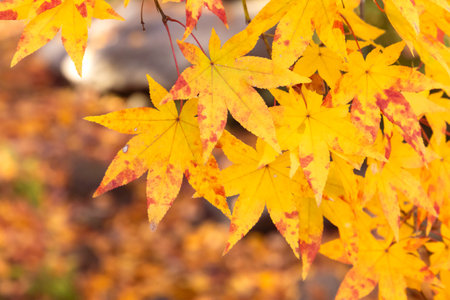 Tree with yellow leaves in autumn season, copy spaceの写真素材