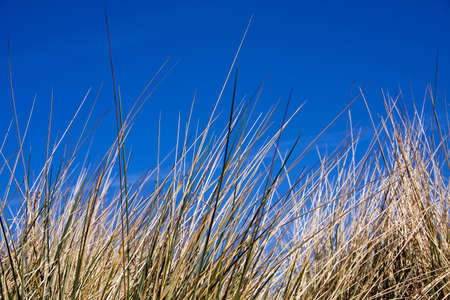 Northumberland Grassの写真素材