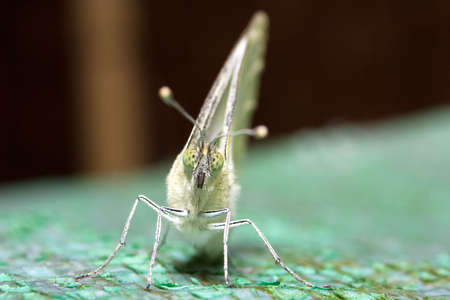 Close-up of a Small White Butterflyの写真素材