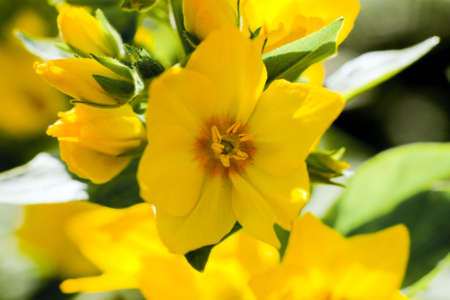 Yellow Loosestrifeの写真素材