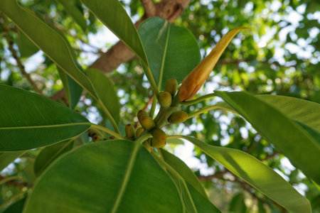 Close view of Australian Banyan or Moreton Bay Fig for background