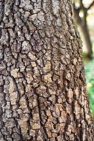 Tree trunk texture with blurred unfocused background