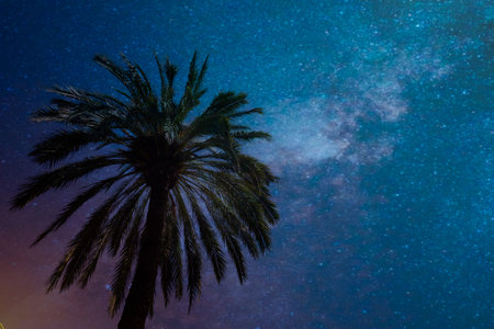 Palm tree view with night sky backgroundの写真素材