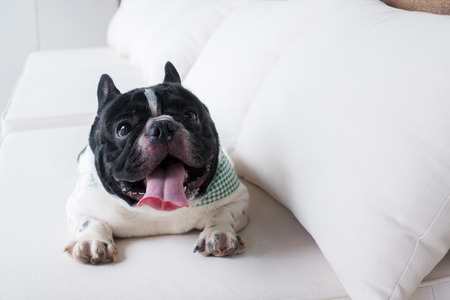 French bulldog with smiley faces lying on the sofa at home. Happy dog portrait with copy space.の写真素材