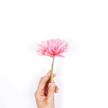 Woman hand hold pink flower on white background. Flat lay, top view minimal festive spring flower background.の写真素材