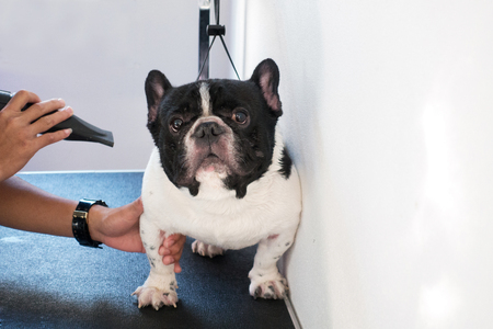 French bulldog at groomer salon. Groomer using blow dryer on a dog.の写真素材