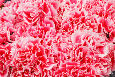 Pink carnation flowers. Top view. Close up carnation flower texture.の写真素材