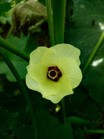 Ladyfinger with Leaves. ladyfinger bud. Ladyfinger flower and bud. Okra Yellow Flower