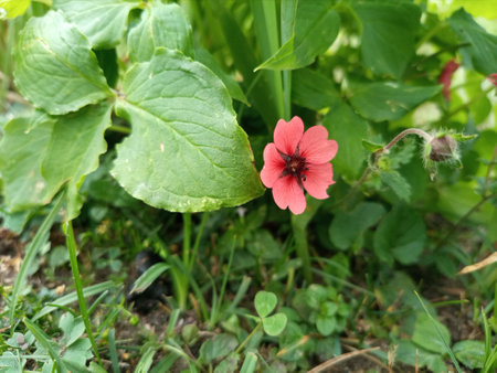 Pink flower behind the leavesの写真素材