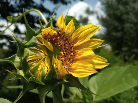 Sunflowers with green leaves blooming in the park. Sunflower  bud half opened (Helianthus annuus)の写真素材
