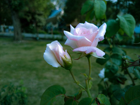 Pink and white rose blooming in the rose plantの写真素材