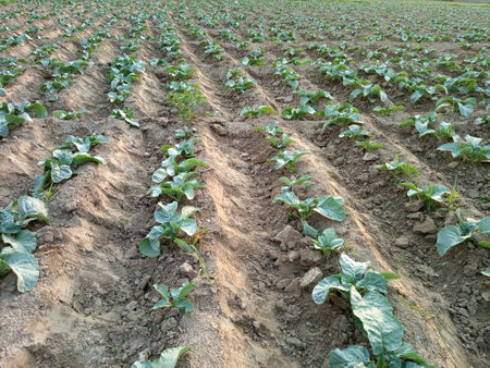 Cauliflower Plants, Cauliflower farm planted in rowsの写真素材