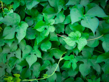 closeup nature view of green leaf texture, dark wallpaper concept, nature background, tropical leaf, heart shape Leaves background. Leaves backgroundの写真素材