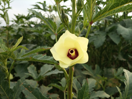 Lady Finger flower blooming in Lady Finger plant. Okra flower in the plantの写真素材