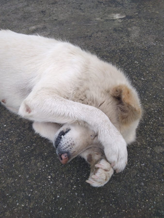 white dog sleepy funny way on the texture floor