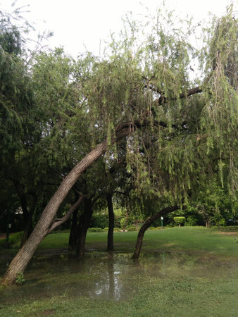 trees on the top of water