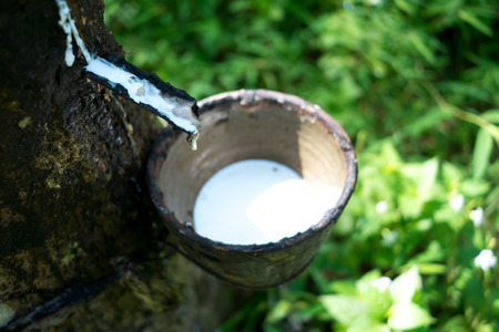 Milk of rubber treeの写真素材