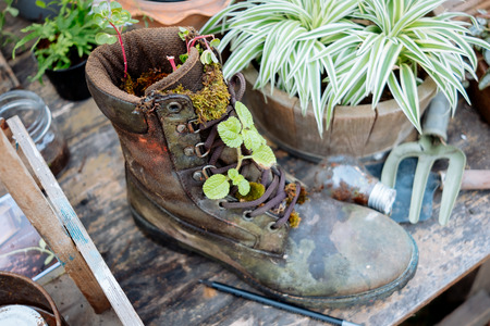 Shoe in the gardenの写真素材