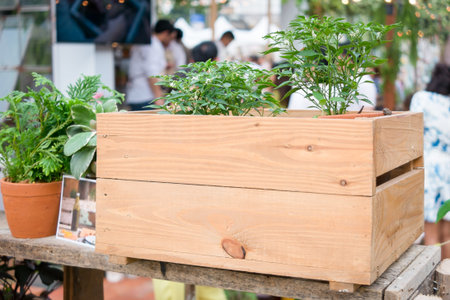 House plants in wooden box at street marketの写真素材