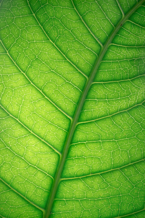 Green leaf backgroundの写真素材