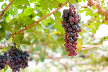 Grapes on the vineの写真素材