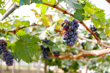 Grapes on the vineの写真素材