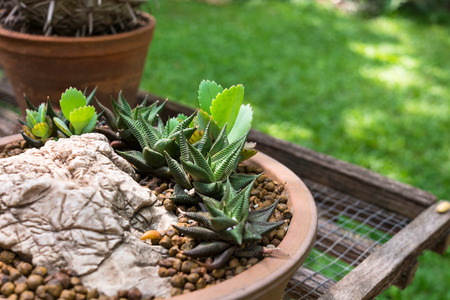 Various of small cactus in a potの写真素材