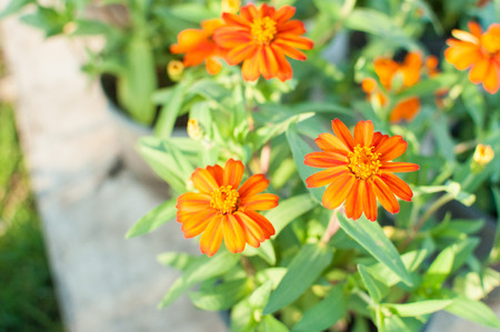 Orange flowerの写真素材