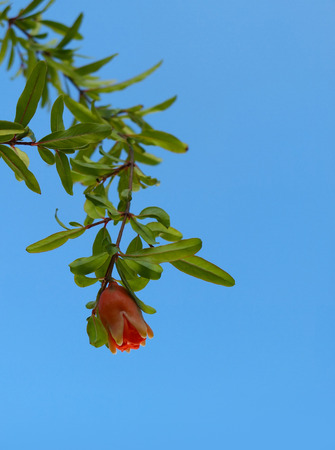 Pomegranateの写真素材