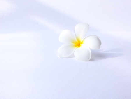 Flowerの写真素材