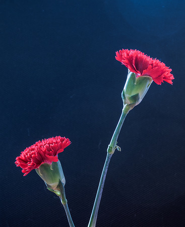 Carnations Flowerの写真素材