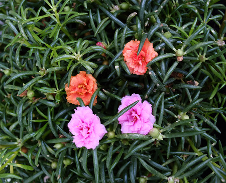 Flowerの写真素材