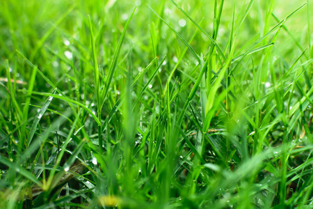 Grass with raindrop in the morningの写真素材