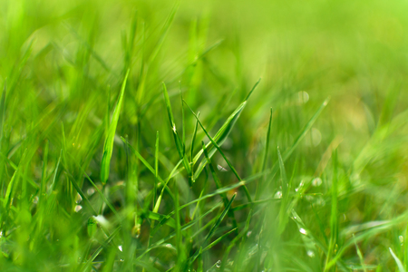 Grass with raindrop in the morningの写真素材