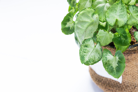 White desk table top view with plant in pot and copy space in flat lay styleの写真素材