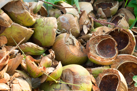 Division coconut shell after drank juice.の写真素材