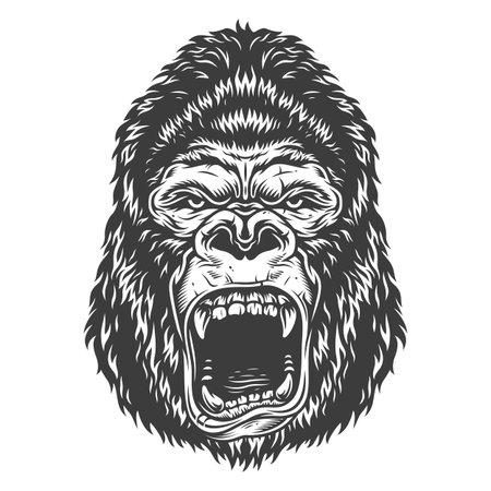 Head of gorillaの素材 [FY310104040135] | ストックフォトの Qlean