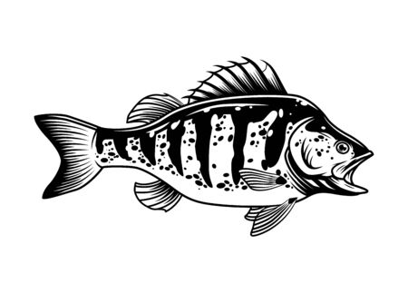 Largemouth bass vintage concept on white background isolated vector illustrationのイラスト素材