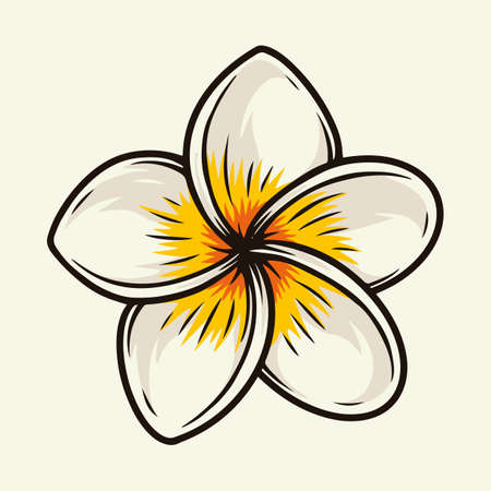 Colorful plumeria tropical flowerのイラスト素材