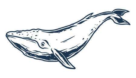 Blue whale monochrome detailed labelのイラスト素材