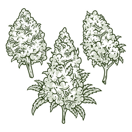 Blooming cannabis monochrome set stickerのイラスト素材