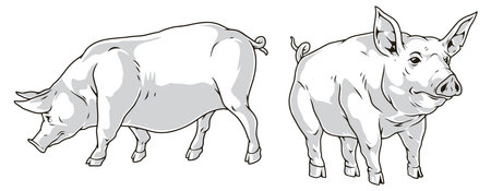 Domestic pigs monochrome set logotypesのイラスト素材
